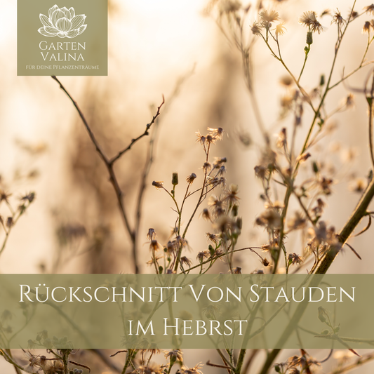 Rückschnitt von Stauden im Herbst