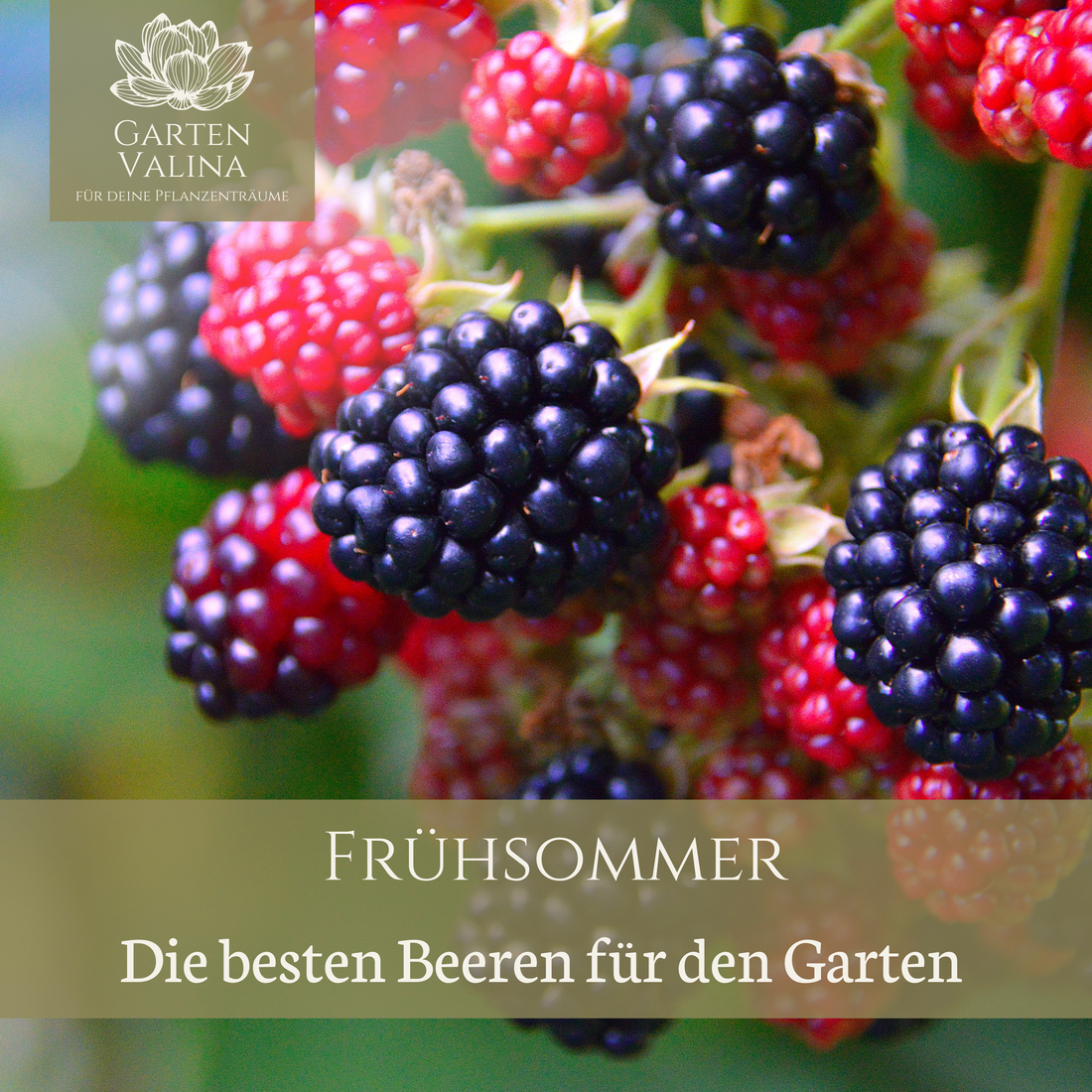 Frühsommer: Die besten Beeren für den Garten
