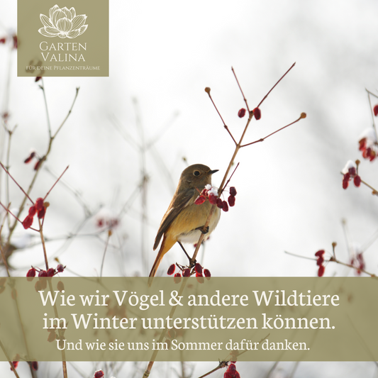 Wie wir Vögel & andere Wildtiere im Winter unterstützen können.