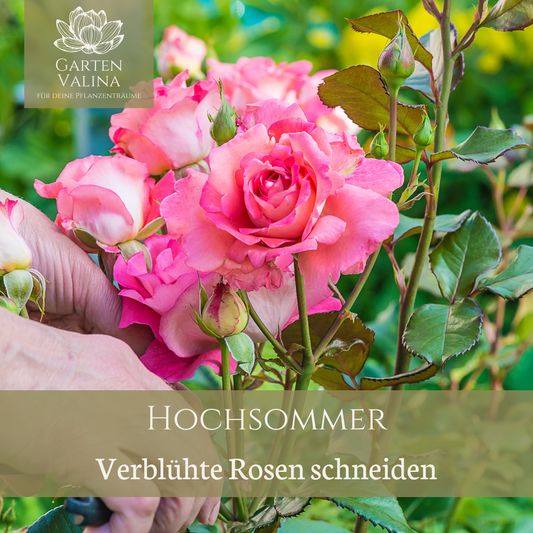Hochsommer: Verblühte Rosen schneiden