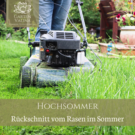 Hochsommer: Rückschnittt vom Rasen im Sommer