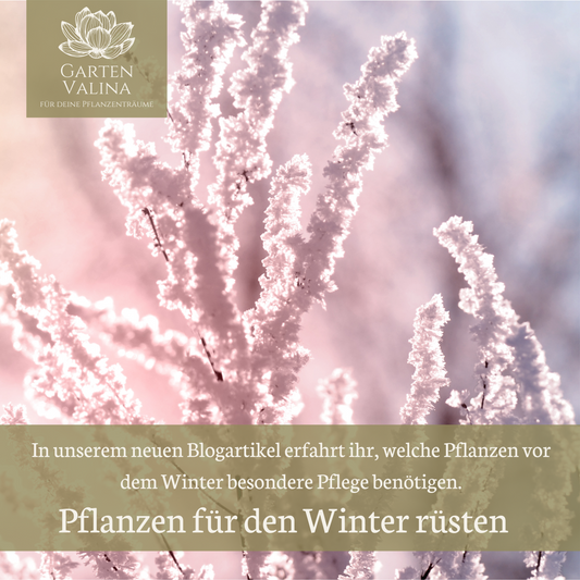 Pflanzen für den Winter rüsten