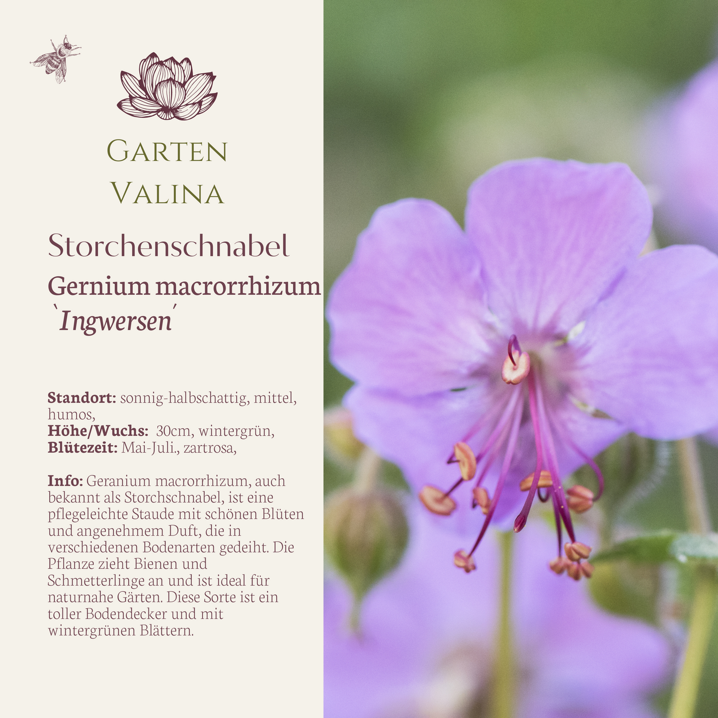 Storchenschnabel `Ingwersen´