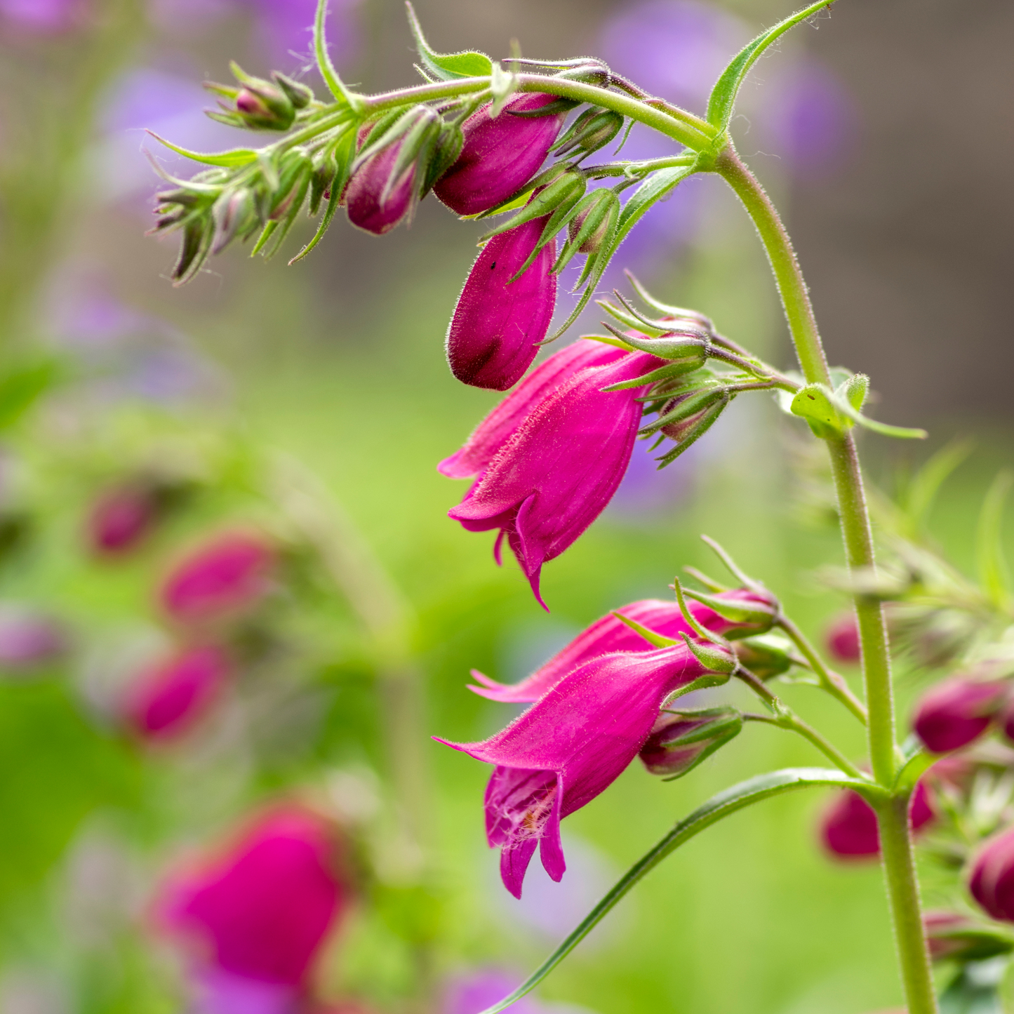 Bartfarn 'Deep Purple Rocks'