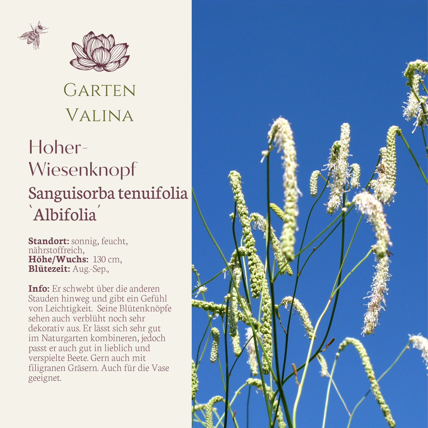 Hoher Wiesenknopf `Albiflora´