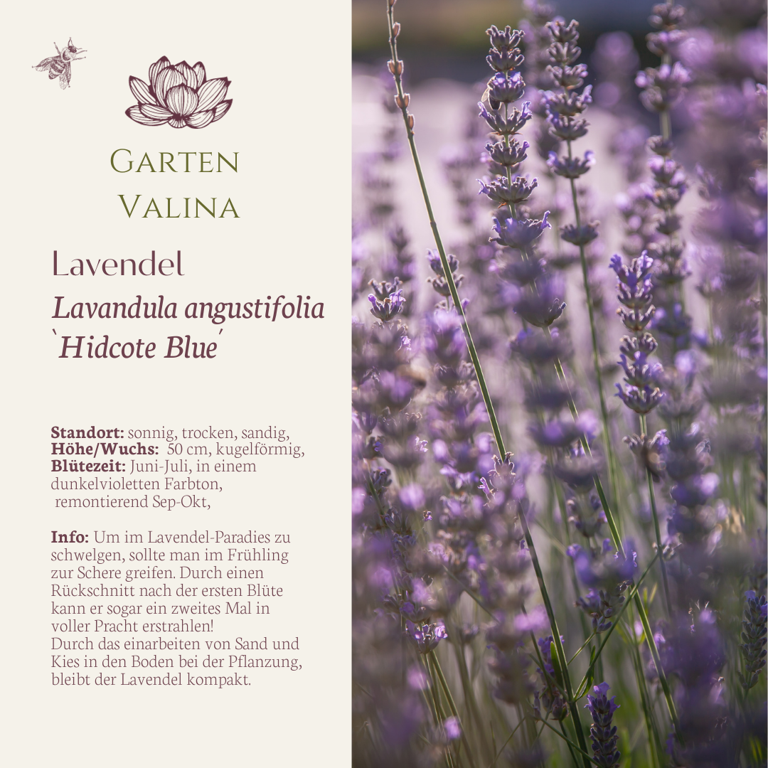 Lavendel `Hidcote Blue´
