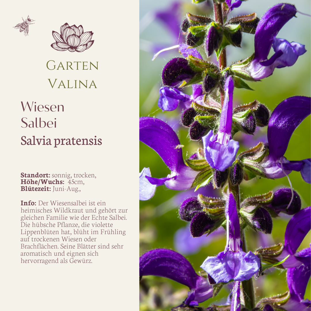 Wiesen-Salbei