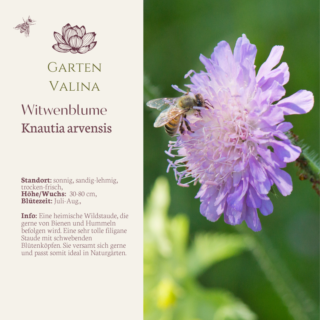 Witwenblume Knautia arvensis