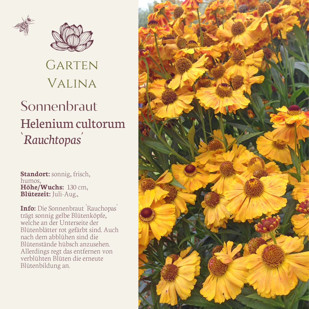 Sonnenbraut `Rauchtopas´