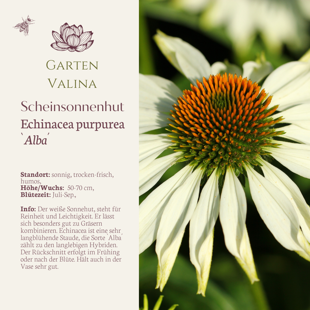 Scheinsonnenhut `Alba´