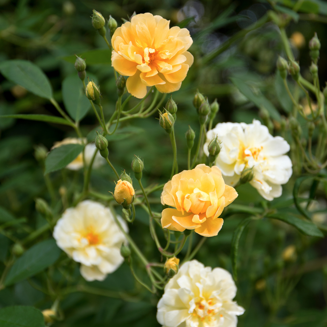 Rose Ghislaine de Filigonde