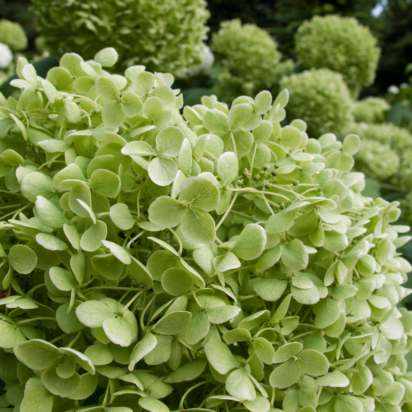 Hydrangea arb. ' Lime Rickey' - Schneeball-Hortensie