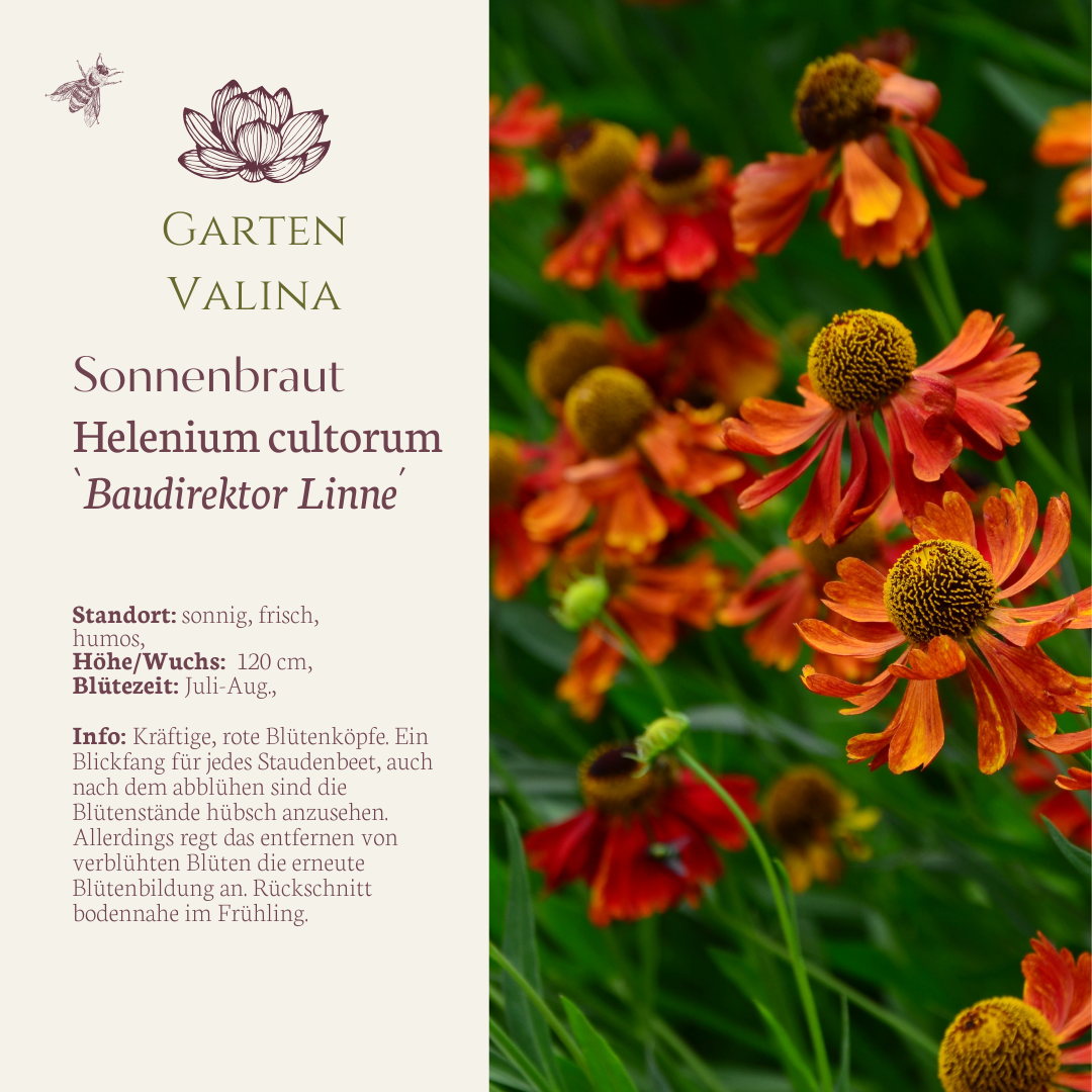 Sonnenbraut `Baudirektor Linne´