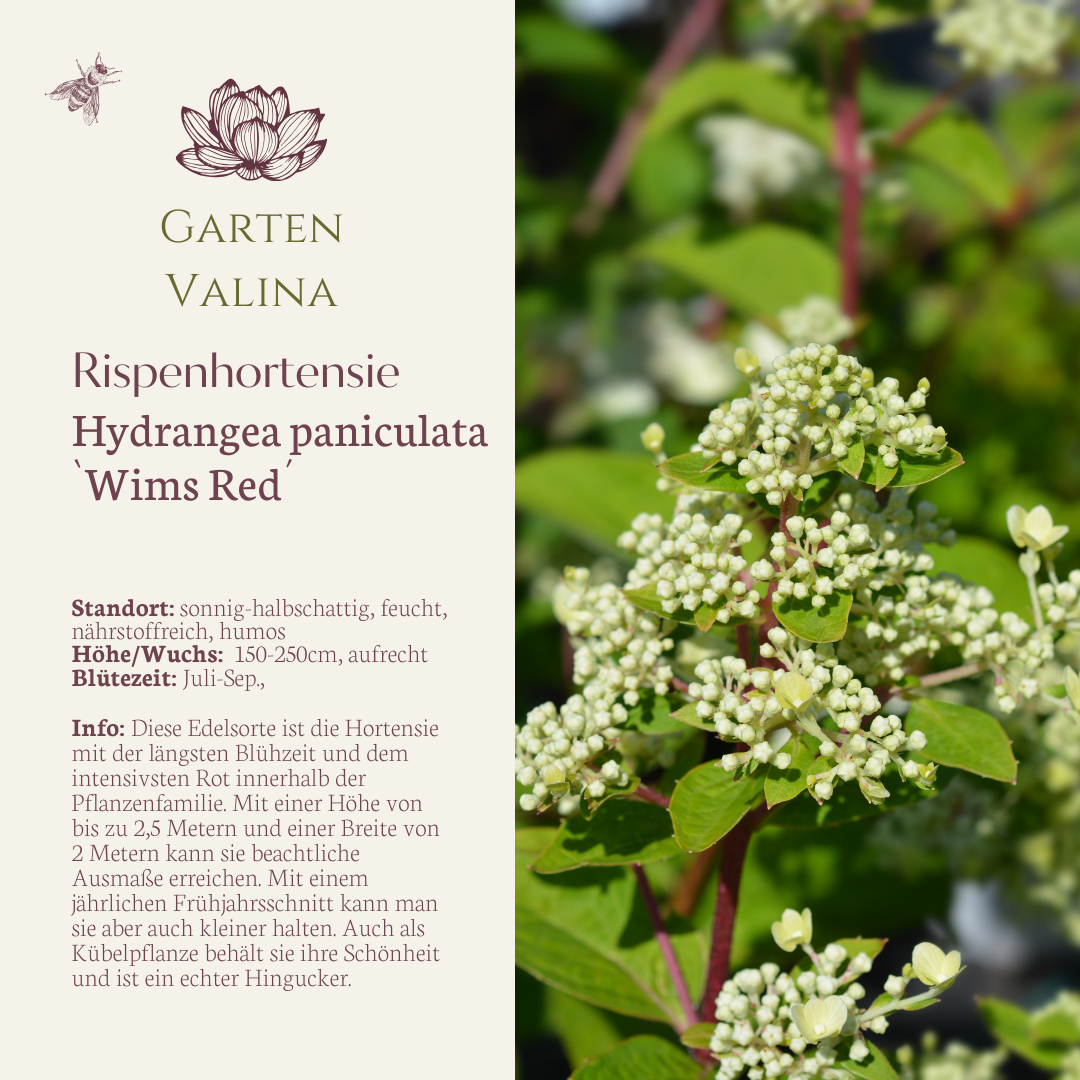 Rispenhortensie `Wims Red´®