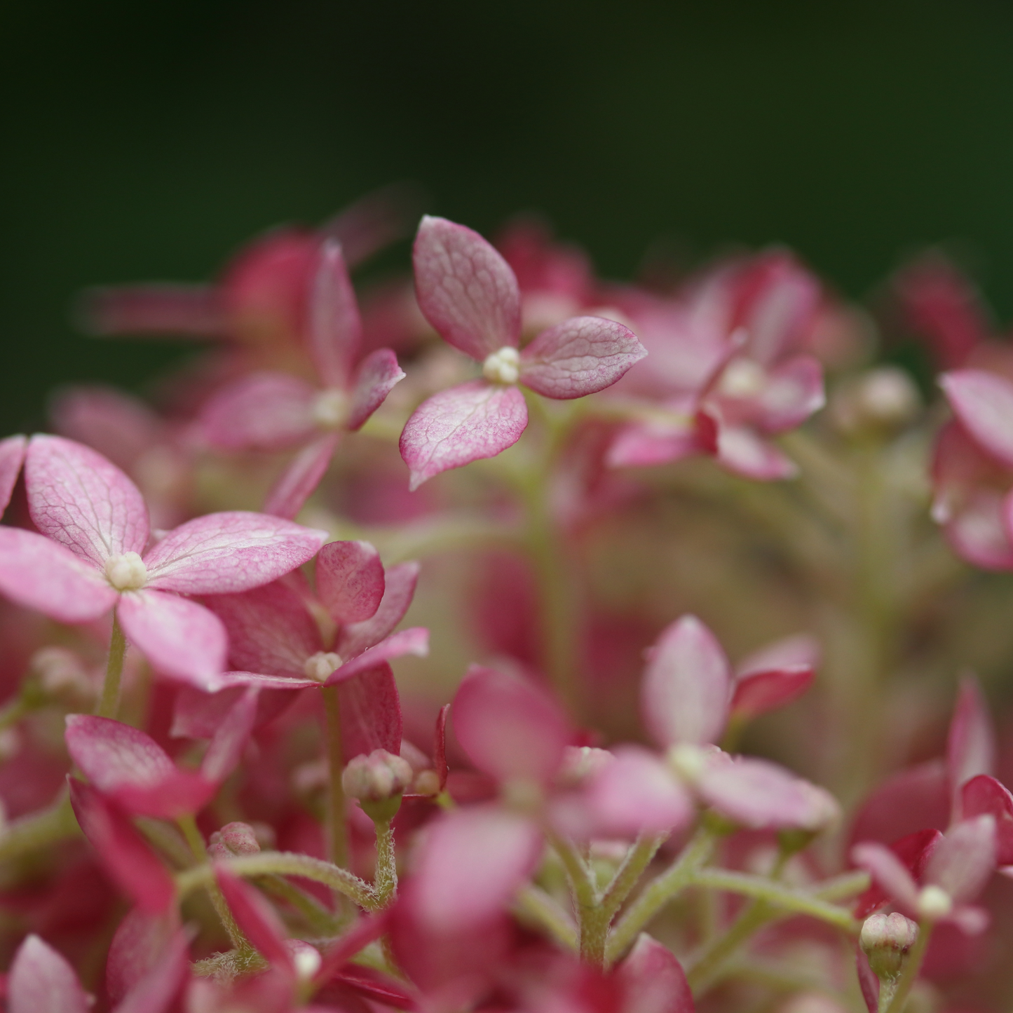 Hortensie `Pink Annabelle´