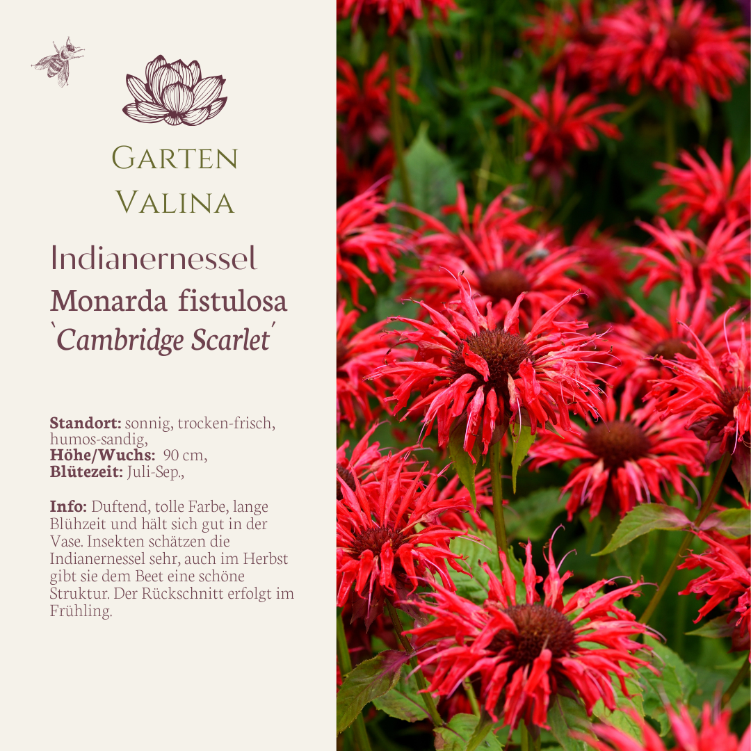 Indianernessel `Cambridge Scarlet´