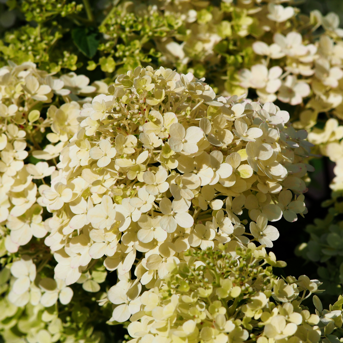 Hydrangea pan. 'Bobo' - Zwerg-Rispenhortensie