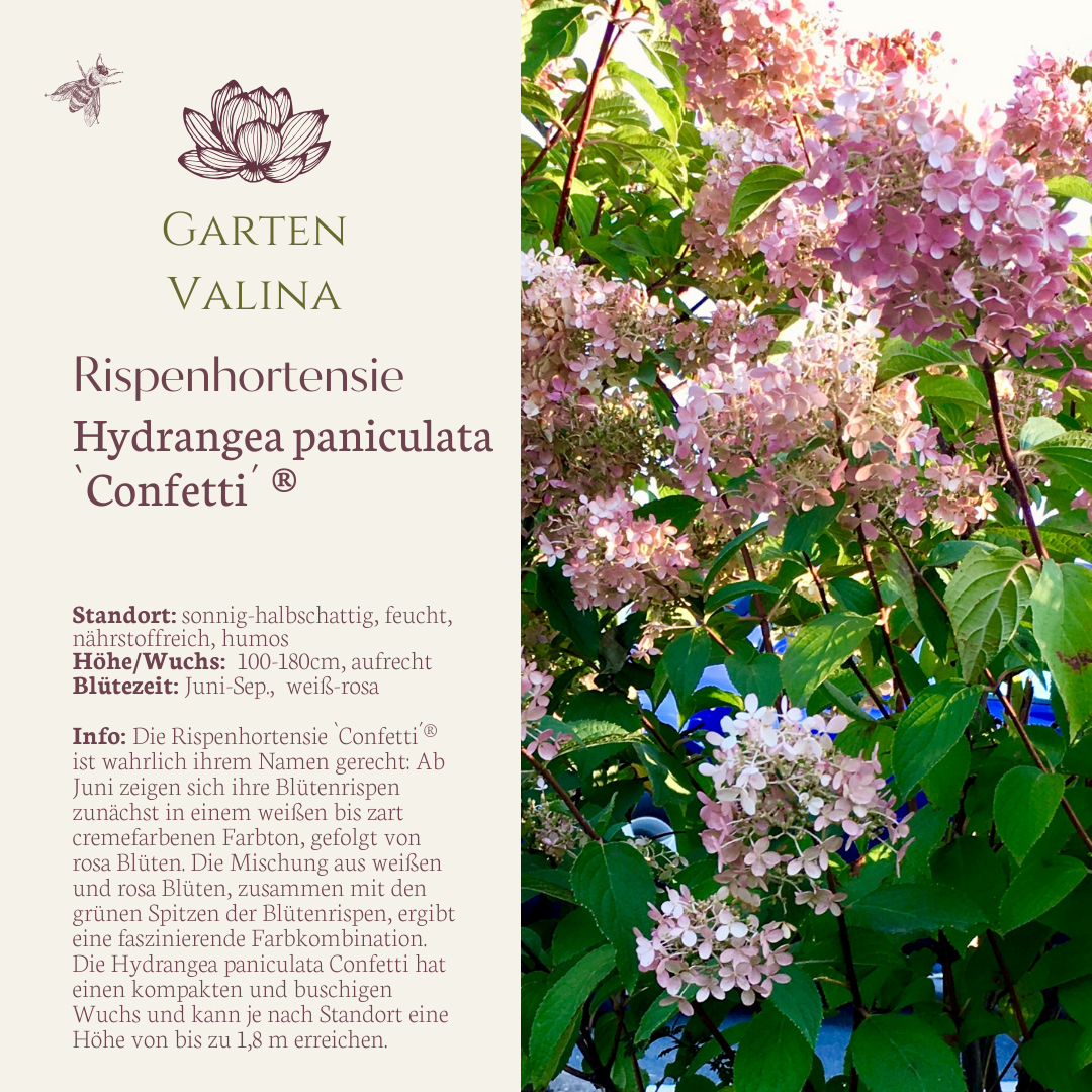 Rispenhortensie `Confetti´®