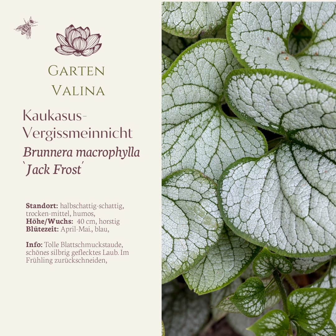 Kaukasus Vergissmeinnicht