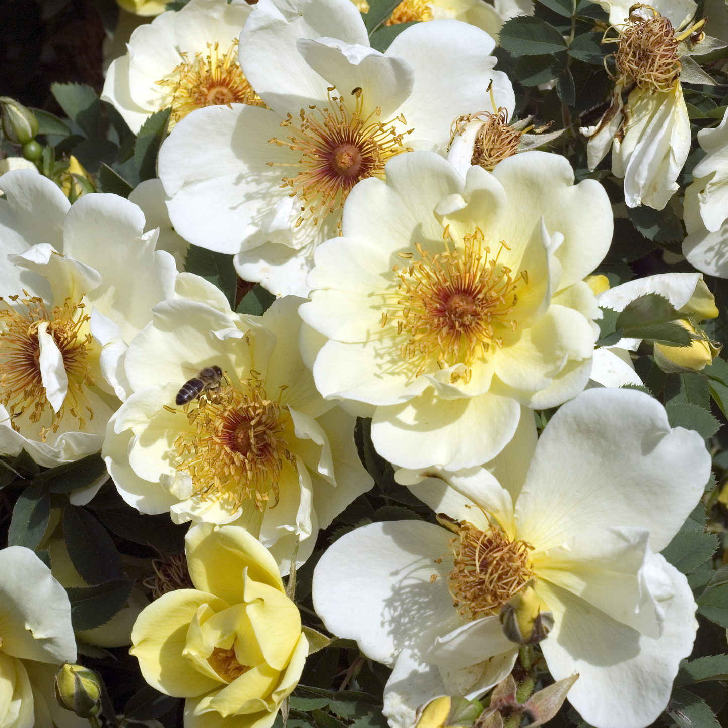 Bibernellrose Wildrose