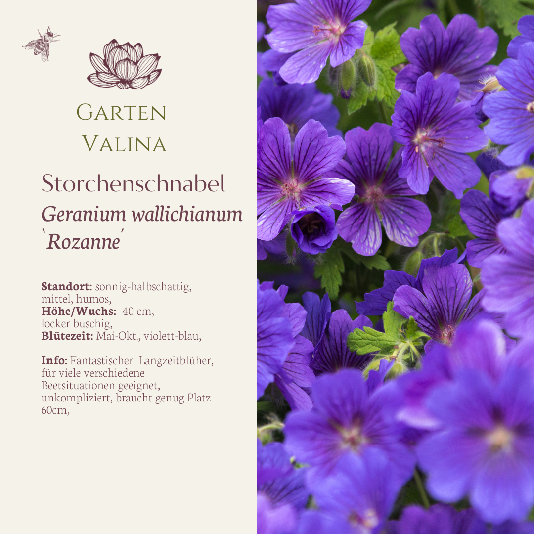 Storchenschnabel `Rozanne´