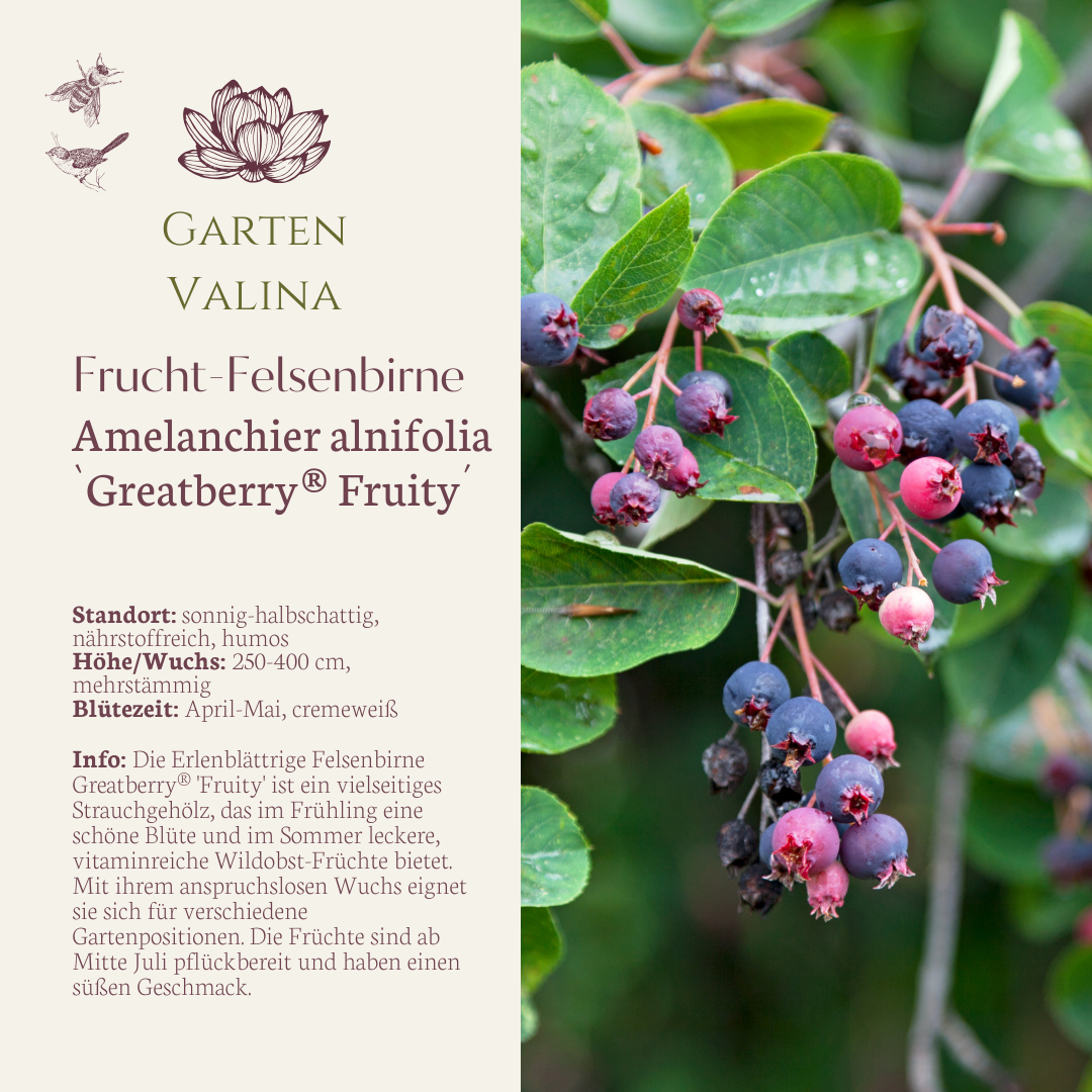 Frucht-Felsenbirne `Greatberry® Fruity´