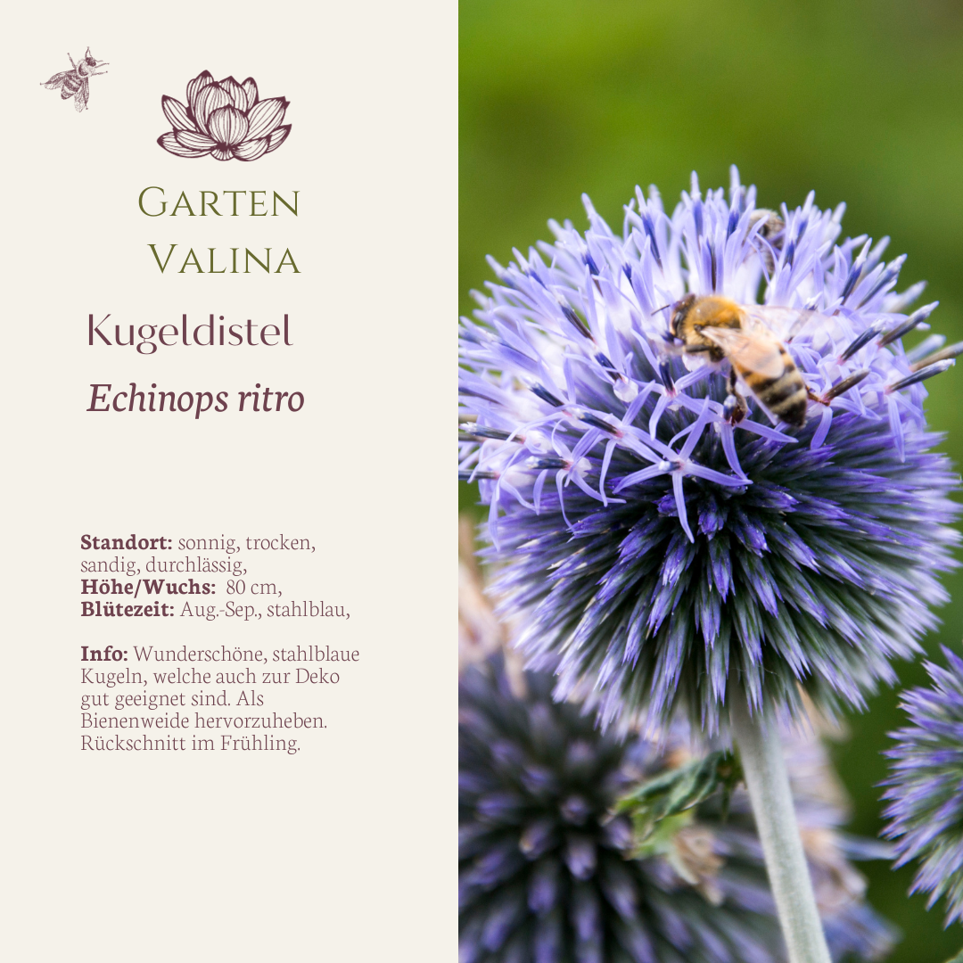 Kugeldistel