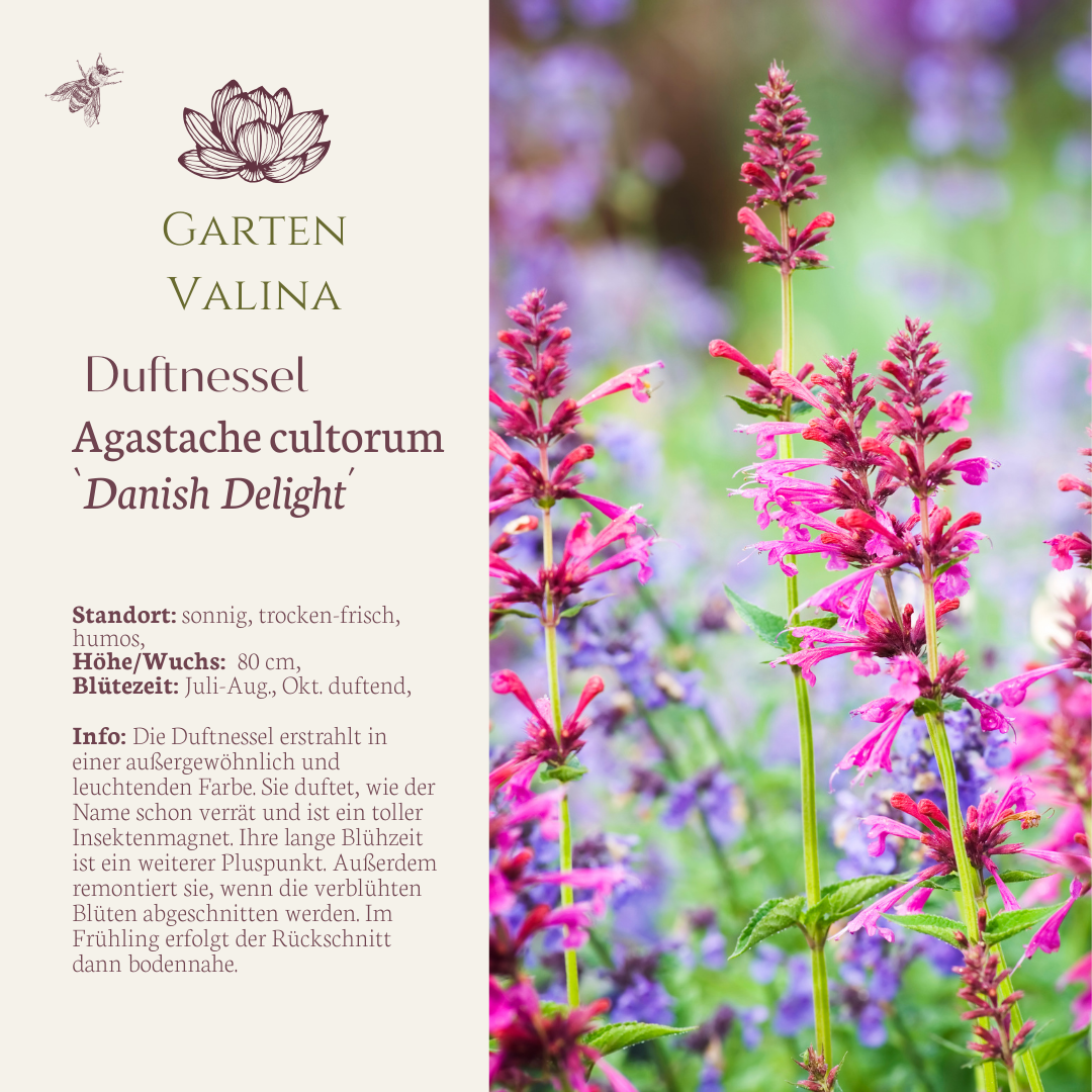 Duftnessel `Danish Delight´