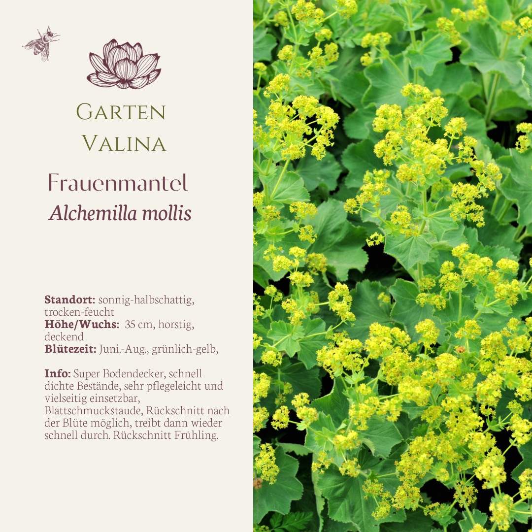 Frauenmantel