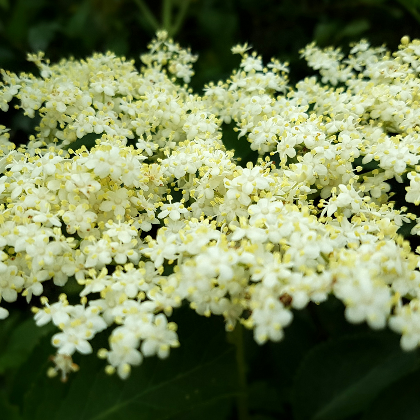 Großfruchtiger-Holunder