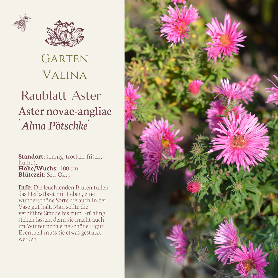Raublatt-Aster