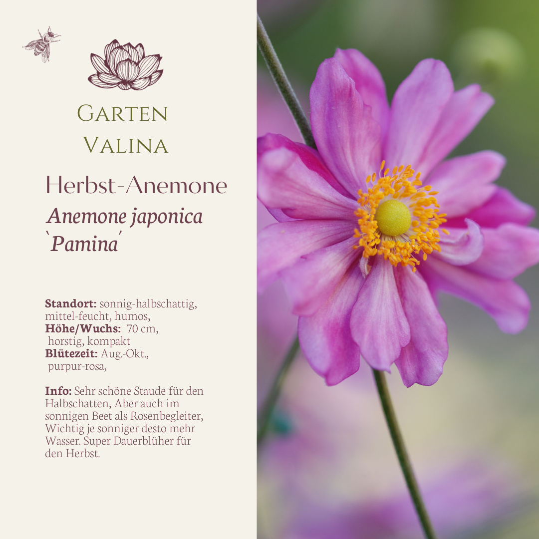 Herbstanemone `Pamina´