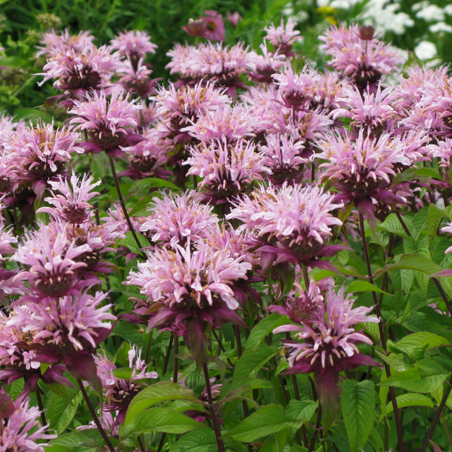 Indiananessel 'Beauty of Cobham'