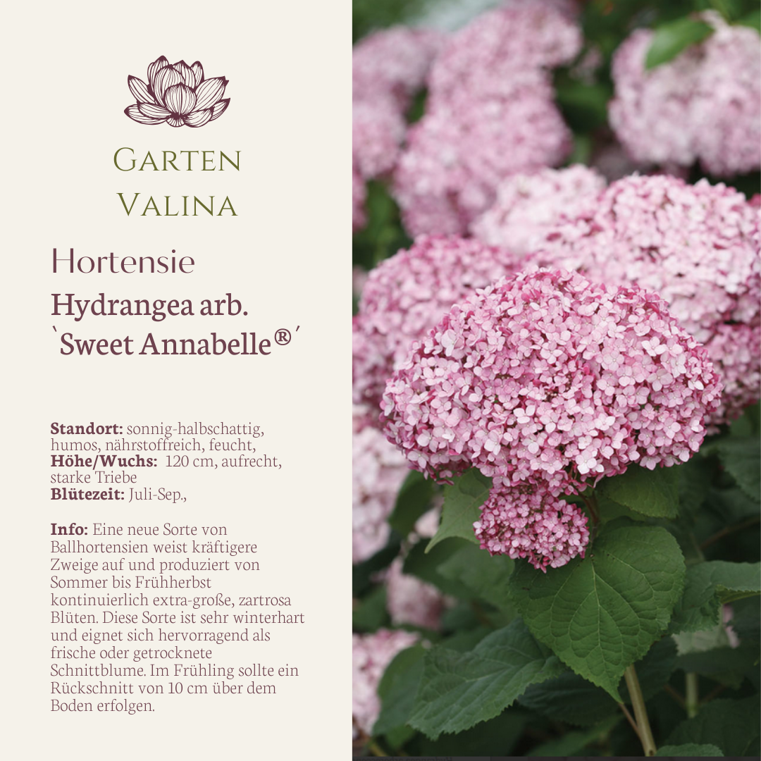 Annabelle Hortensie `Sweet Annabelle´®