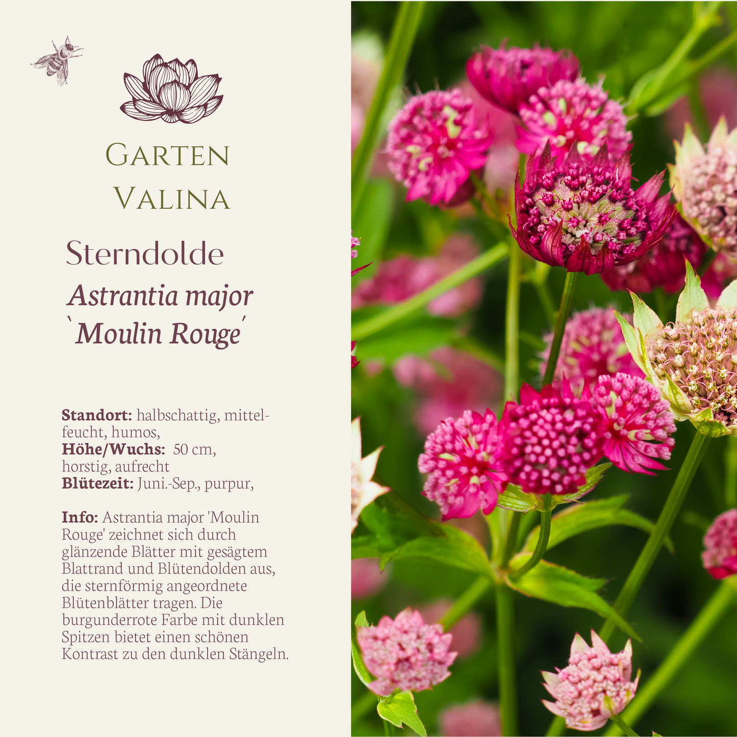 Sterndolde `Moulin Rouge´