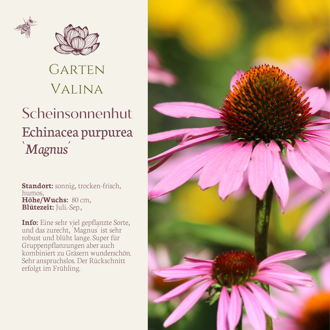 Scheinsonnenhut `Magnus´