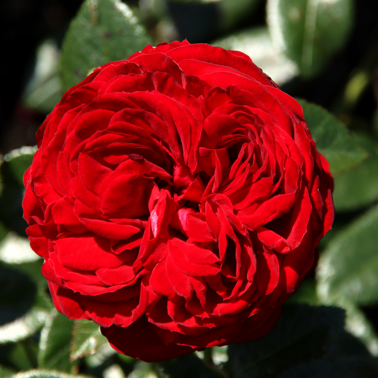 Rosa Engl. Rose `Braithwaite´