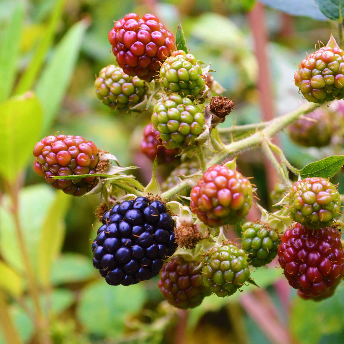 Rubus fruticosus `Thornless Evergreen´