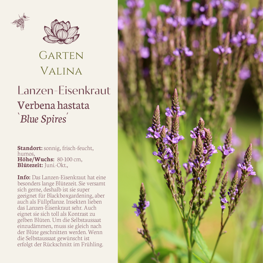 Lanzen-Eisenkraut `Blue Spires´