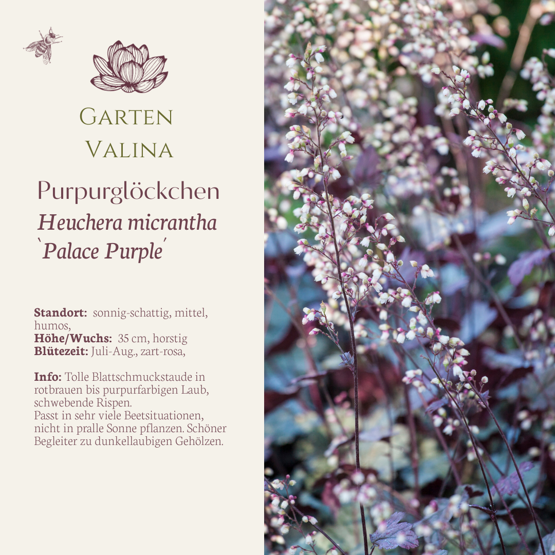 Heuchera `Palace Purple´