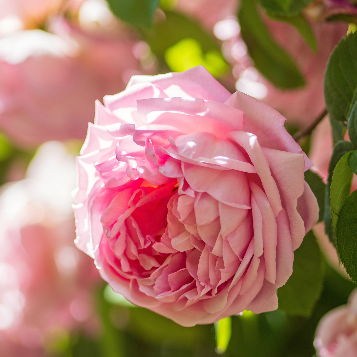 Rosa Engl. Rose 'Constance Spry´