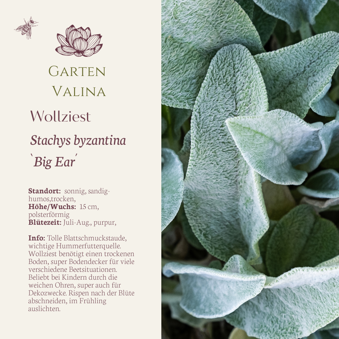 Wollziest `Big Ear´