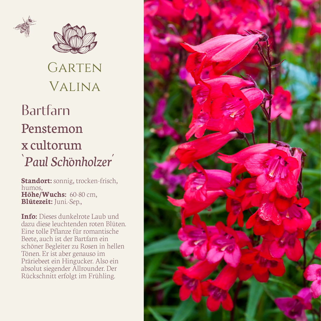 Bartfarn `Paul Schönholzer´