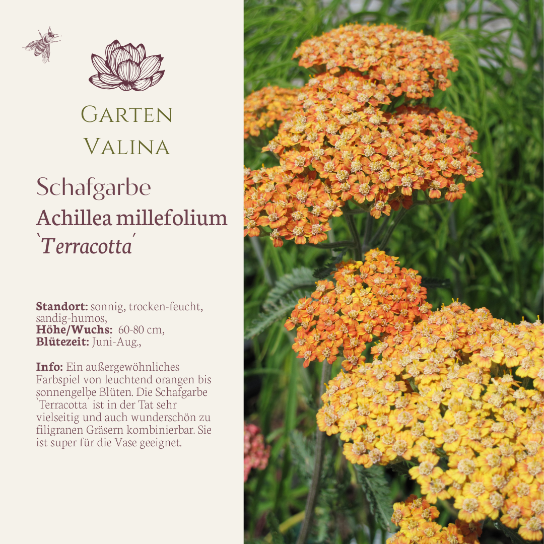 Schafgarbe `Terracotta´ Achillea millefolium