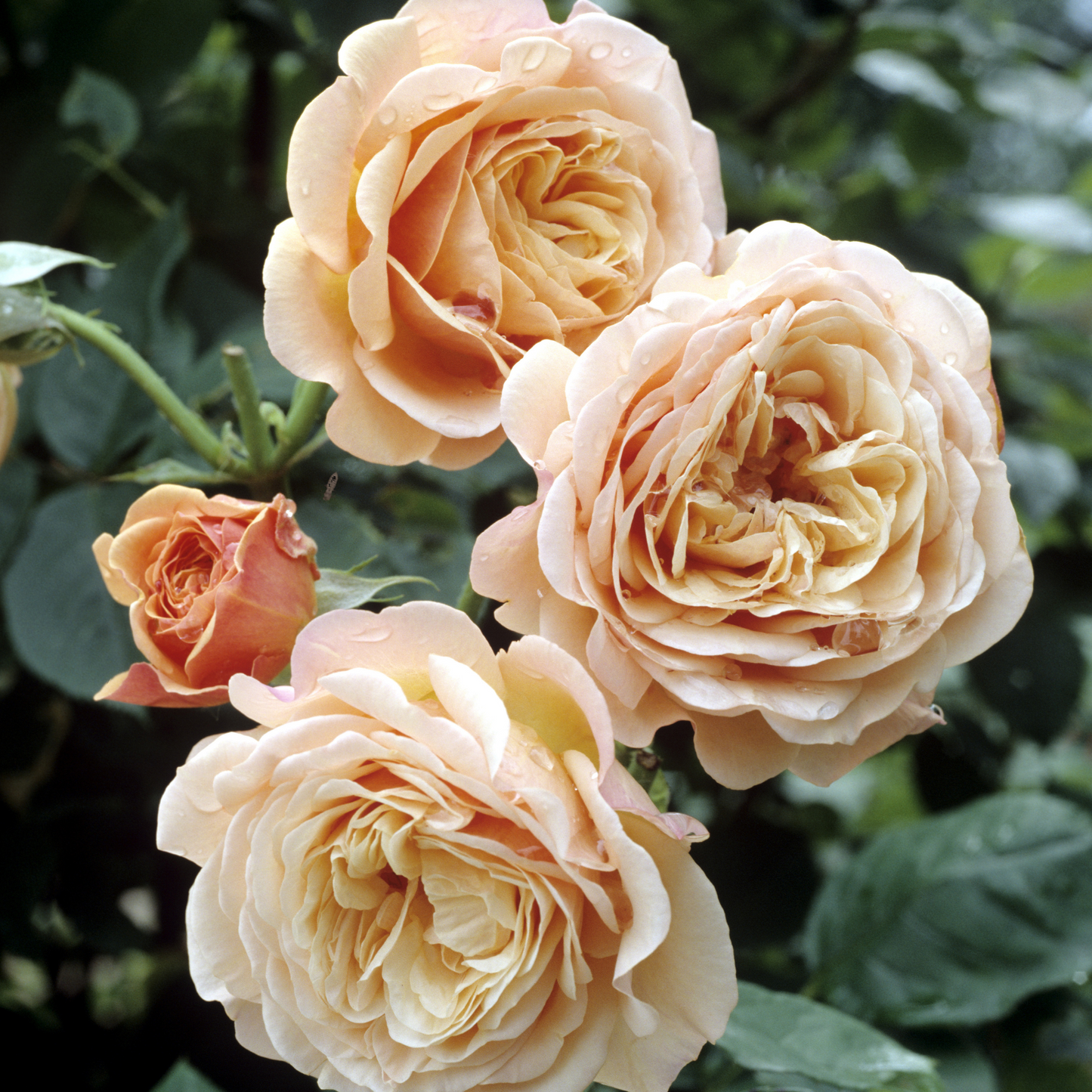 Rosa Engl. Rose 'Perdita'