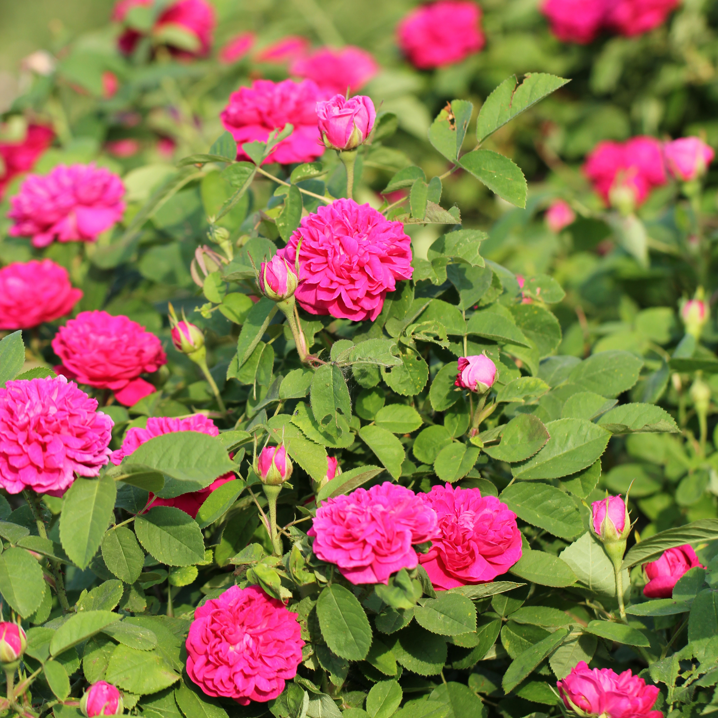 Rosa Strauchrose 'Rose de Resht' - Strauchrose Strauchrose;