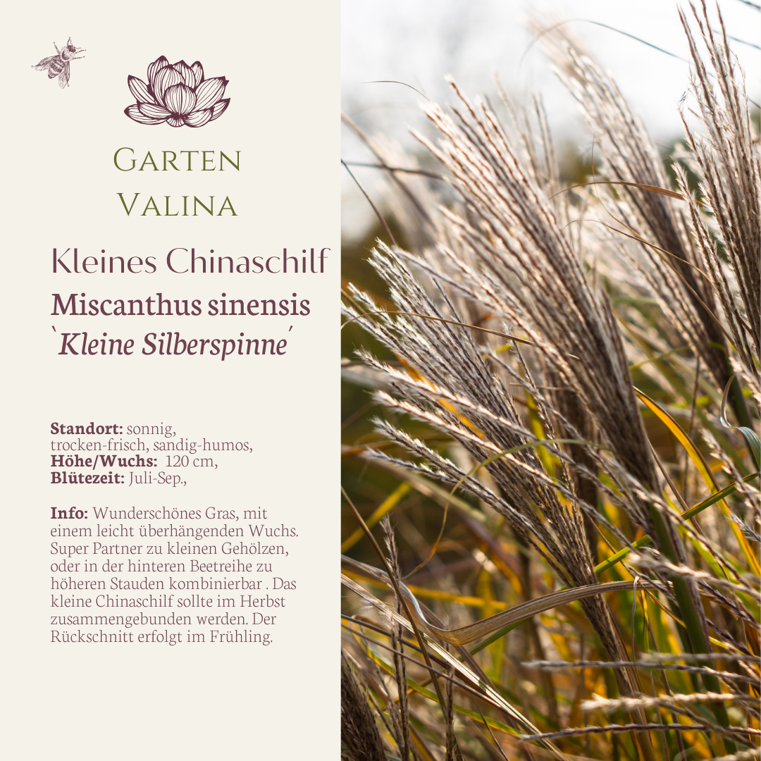 Kleines Chinaschilf `Kleine Silberspinne´