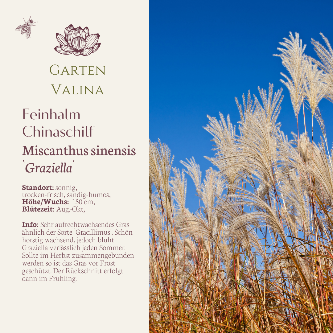 Feinhalm- Chinaschilf `Graziella´