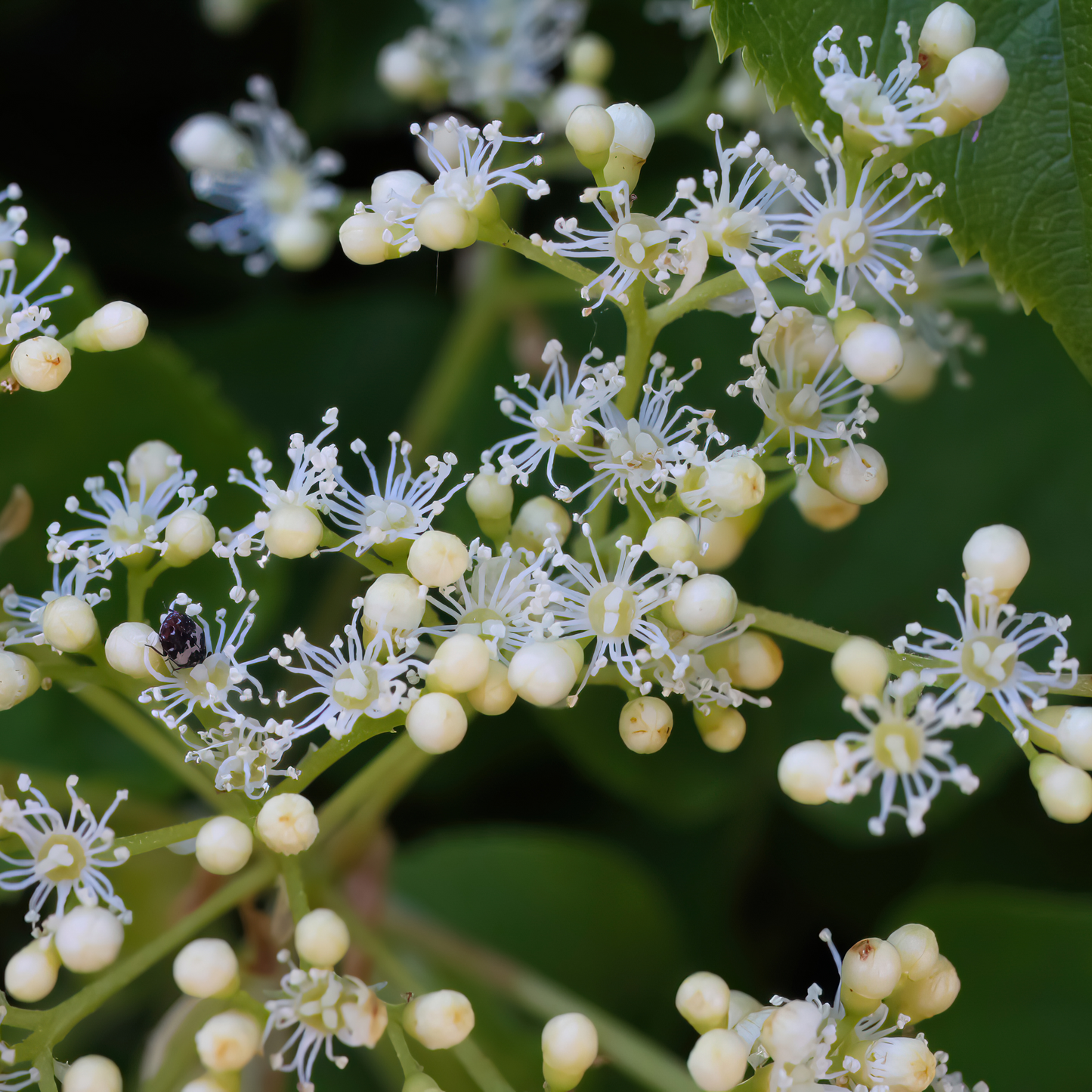 Hydrangea petiolaris - Kletter-Hortensie