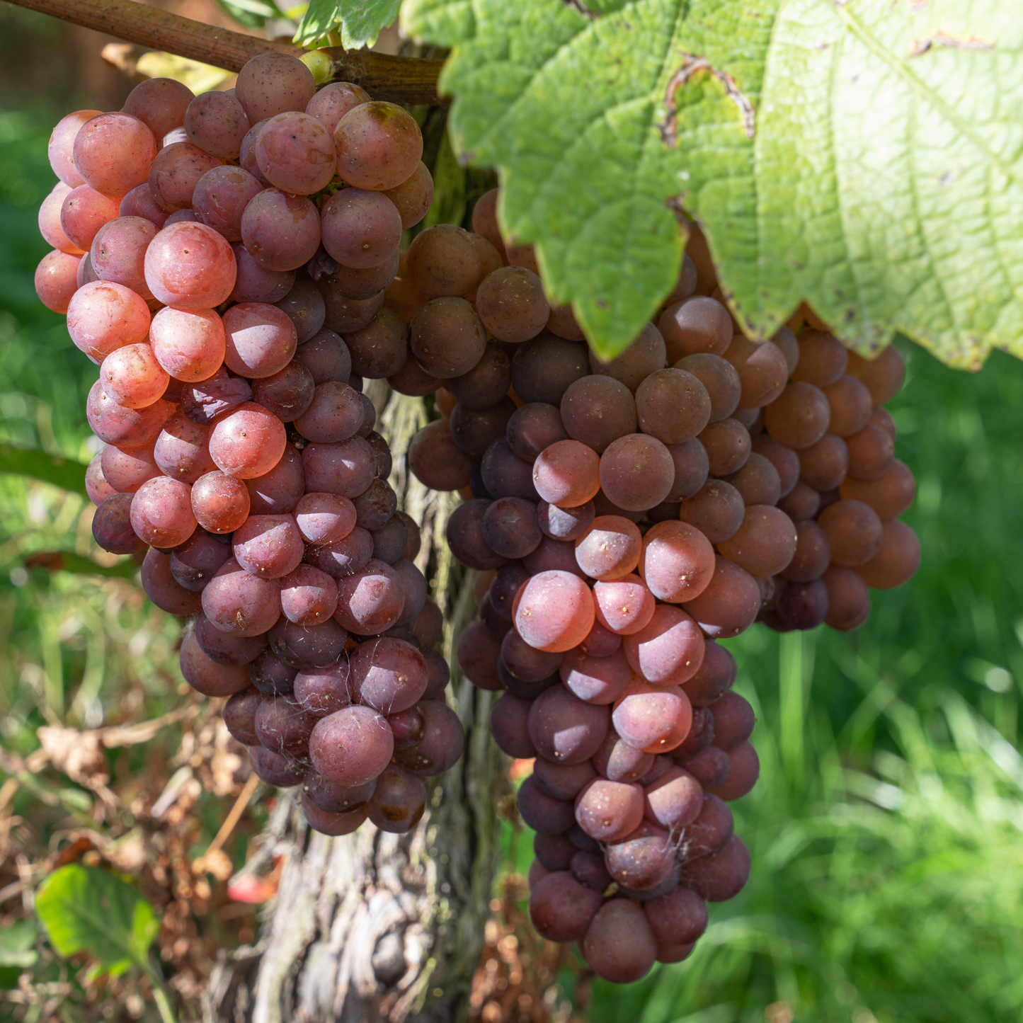 Weintraube `Reliance´